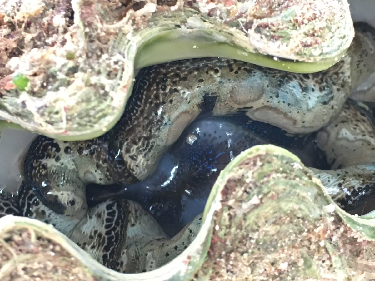 Onobb Return シャコ貝ですね 湯がいて酢味噌で食べた事が有ります 採るのが大変でしたね