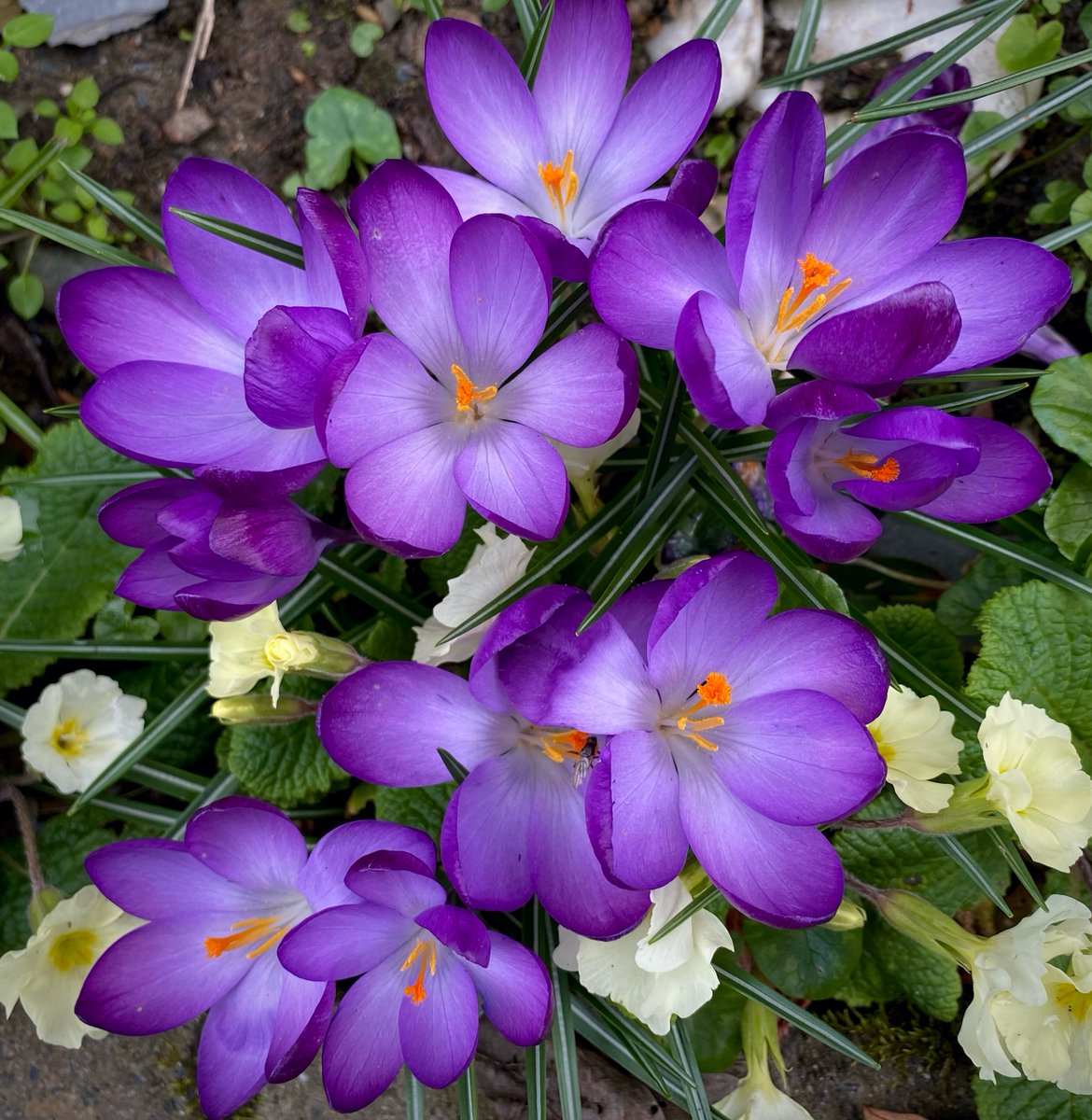 manxnature's tweet photo. Today is the first day of the year where we have more #DaylightHours than night and the #ColoursOfSpring are quickly appearing!π
Have you spotted any whilst exercising through #Lockdown? Share some pops of colour to brighten up our day! πΈπΌπ±
#ManxNature #CloserToNature https://t.co/67WJwpf06B