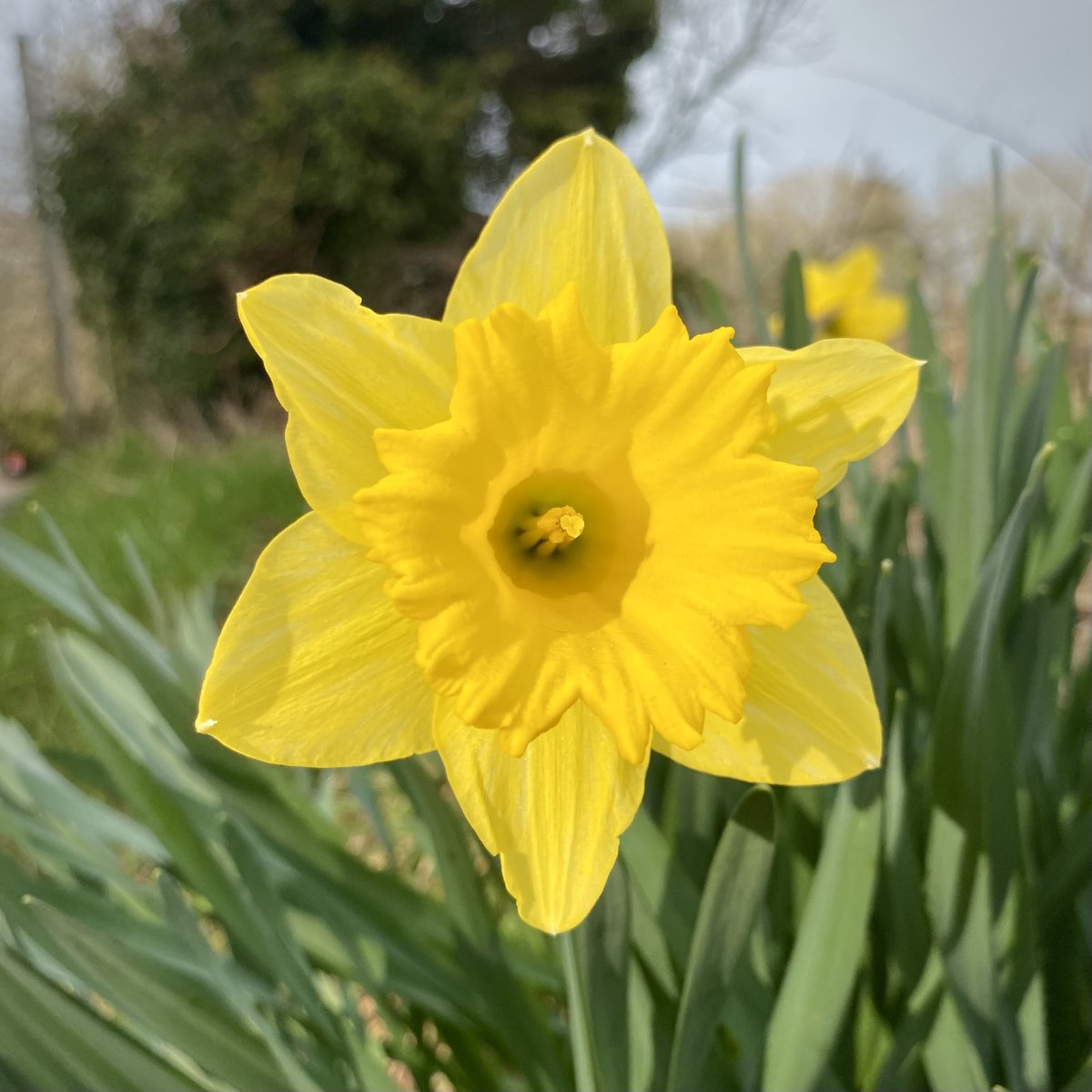 manxnature's tweet photo. Today is the first day of the year where we have more #DaylightHours than night and the #ColoursOfSpring are quickly appearing!π
Have you spotted any whilst exercising through #Lockdown? Share some pops of colour to brighten up our day! πΈπΌπ±
#ManxNature #CloserToNature https://t.co/67WJwpf06B