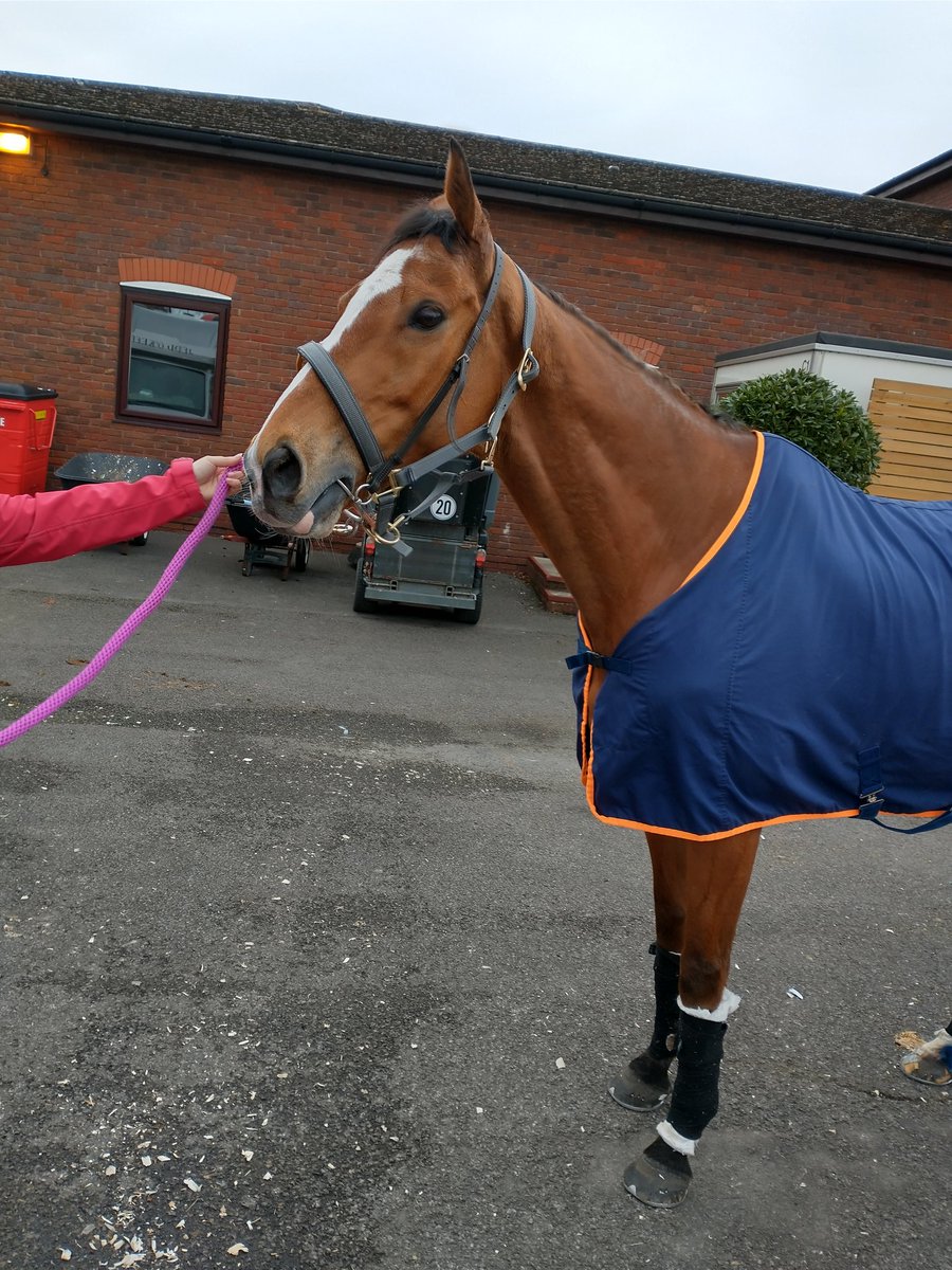 TimothyHogg's tweet photo. Not our day today but the best thing about it is that he's coming home with us! #legend #samspinner https://t.co/nmrJyjg1kw