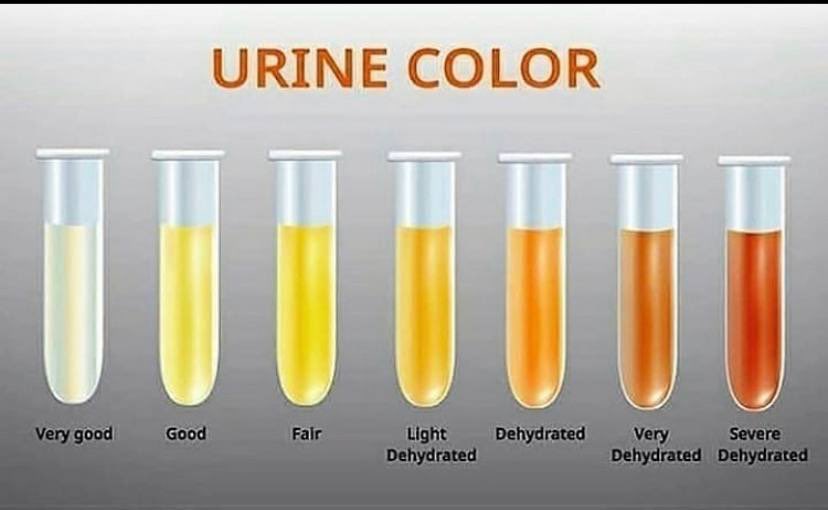 What Color Is Puppy Pee