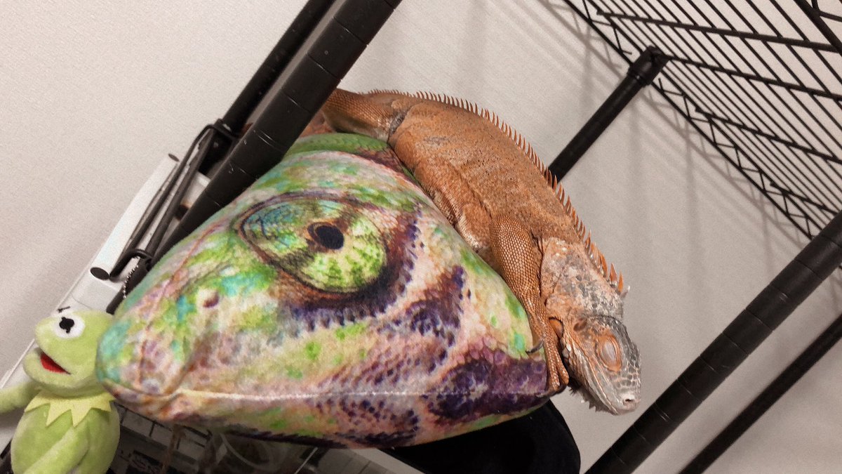 毒毒毒盛るさん モンハン いろいろしていたら 遅くなってしまった ټ かわいいベジータちゃんの寝顔で おやすみなさい レッドイグアナ イグアナ トカゲ 爬虫類 寝顔 かわいい