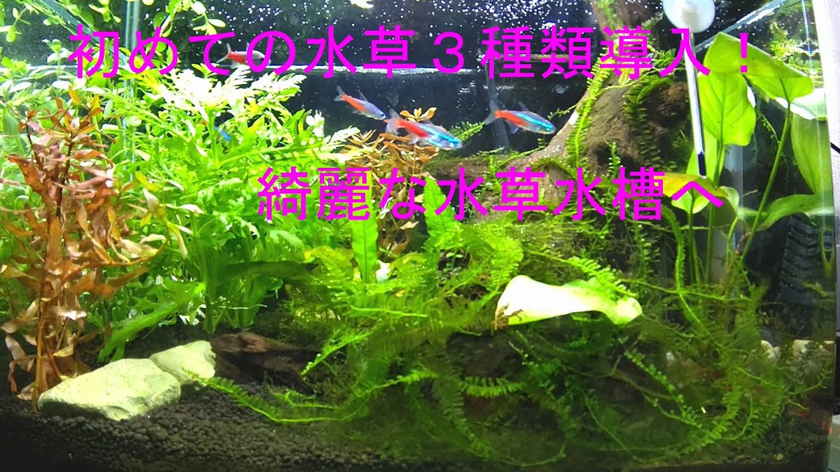 ハチワレチャンネル アクアリウム Hahahati00 Twitter ハチワレチャンネル アクアリウム Hahahati00 Twitter