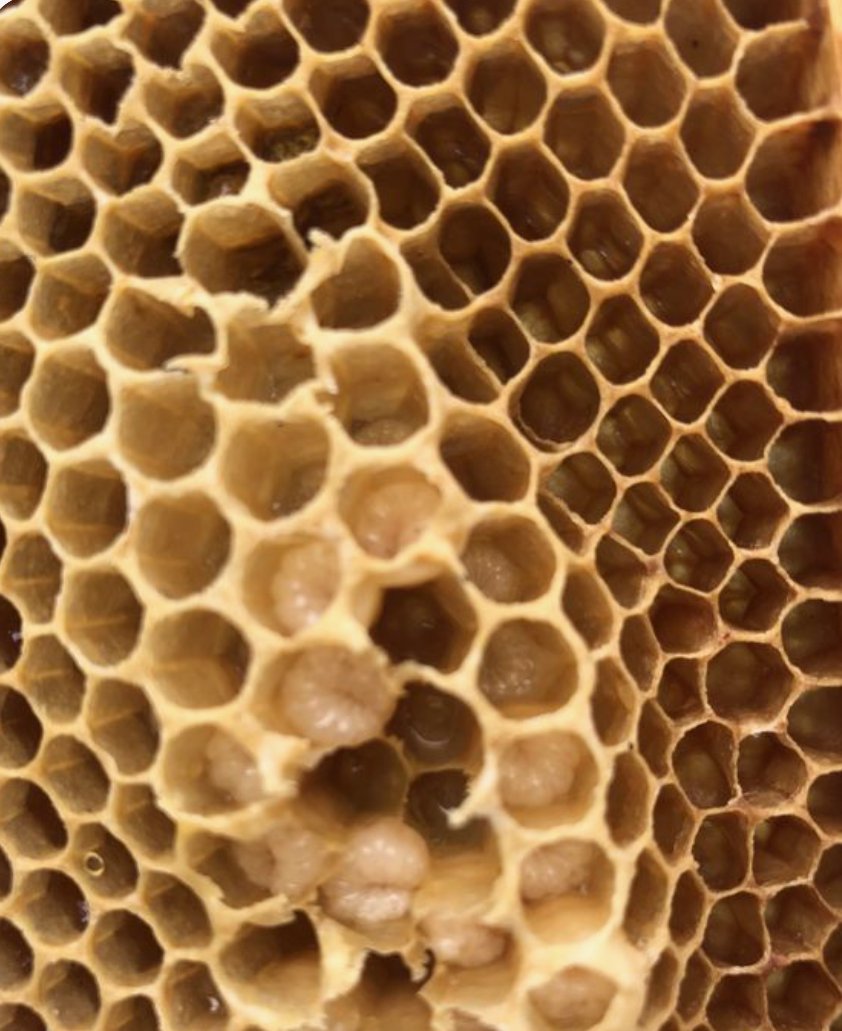 AmicsdeGaudi's tweet photo. “Gaudí no imitaba la naturaleza ni otros estilos artísticos, sino que abstraía procesos -creaba síntesis- de la primera y superaba errores o posibilidades de de los segundos: en eso radica su genialidad creativa”. Veiem detalls de la natura a l'obra de Gaudí. https://t.co/pwuWiiGwqm