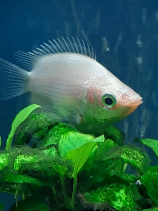 金魚のtwitterイラスト検索結果