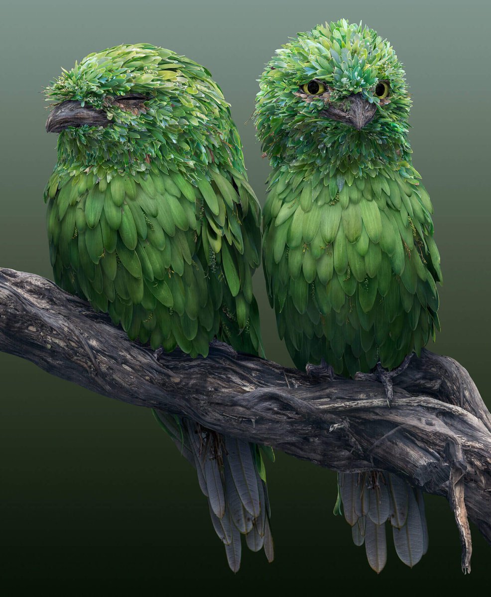El ilustrador fotográfico Josh Dykgraaf crea animales con hojas, pétalos o plumas #Art