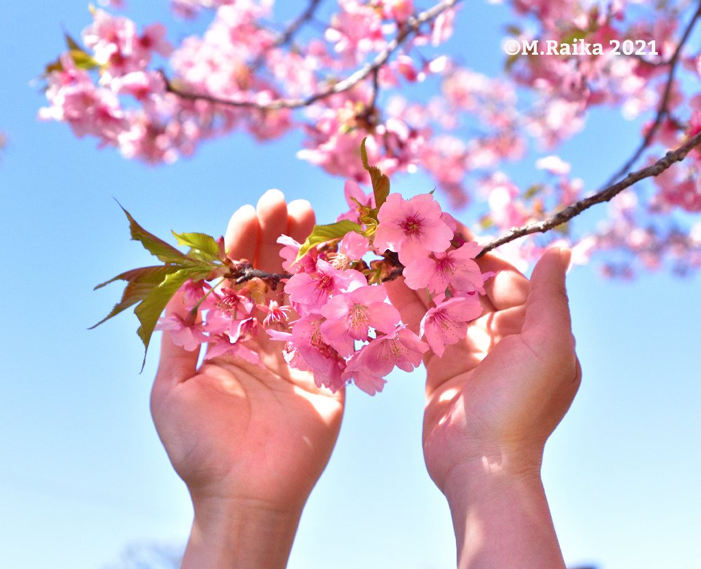 # 河津桜　
# ファインダー越しの私の世界
# 写真の奏でる私の世界
# 写真で伝えたい私の世界
# キリトリセカイ