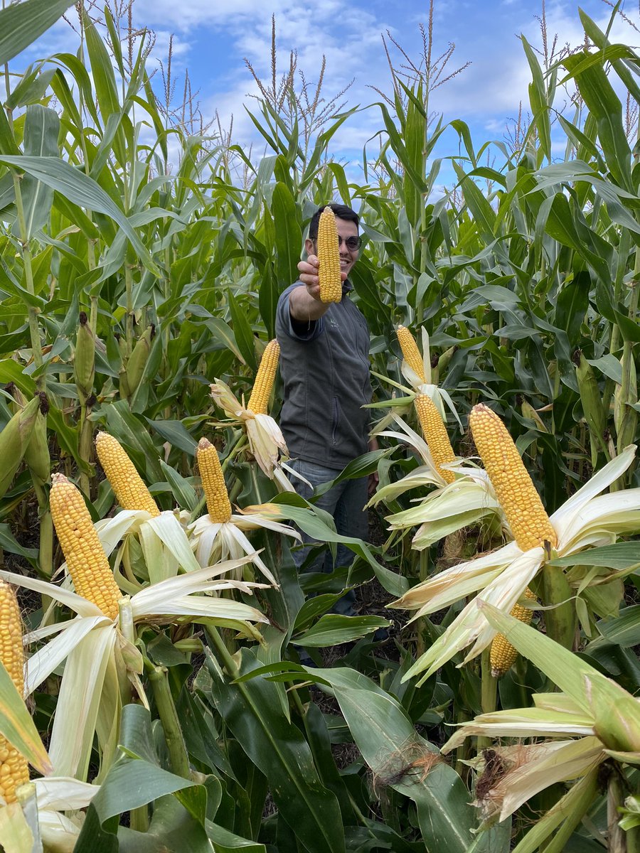 🌽Recorrida lotes Stine en Bolivar 

Hoy vimos el 9820-20 sembrado sobre cebada de picado con 57.000pl/ha.