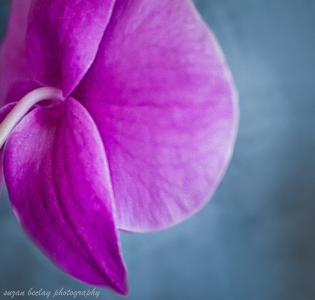 'There are no flowers more beautiful than orchids.' -Anonymous 

#lensbaby #lensbabyvelvet85 #lensbabylove #seeinanewway #lensbabychallenge  #TCJ_lensbaby
 #thebeautifulblur 
#macrophotography #macroflowers #macromoms#macrohappiness 
#fiftyshadesofmacro 
#clickpromaster#clickinmo