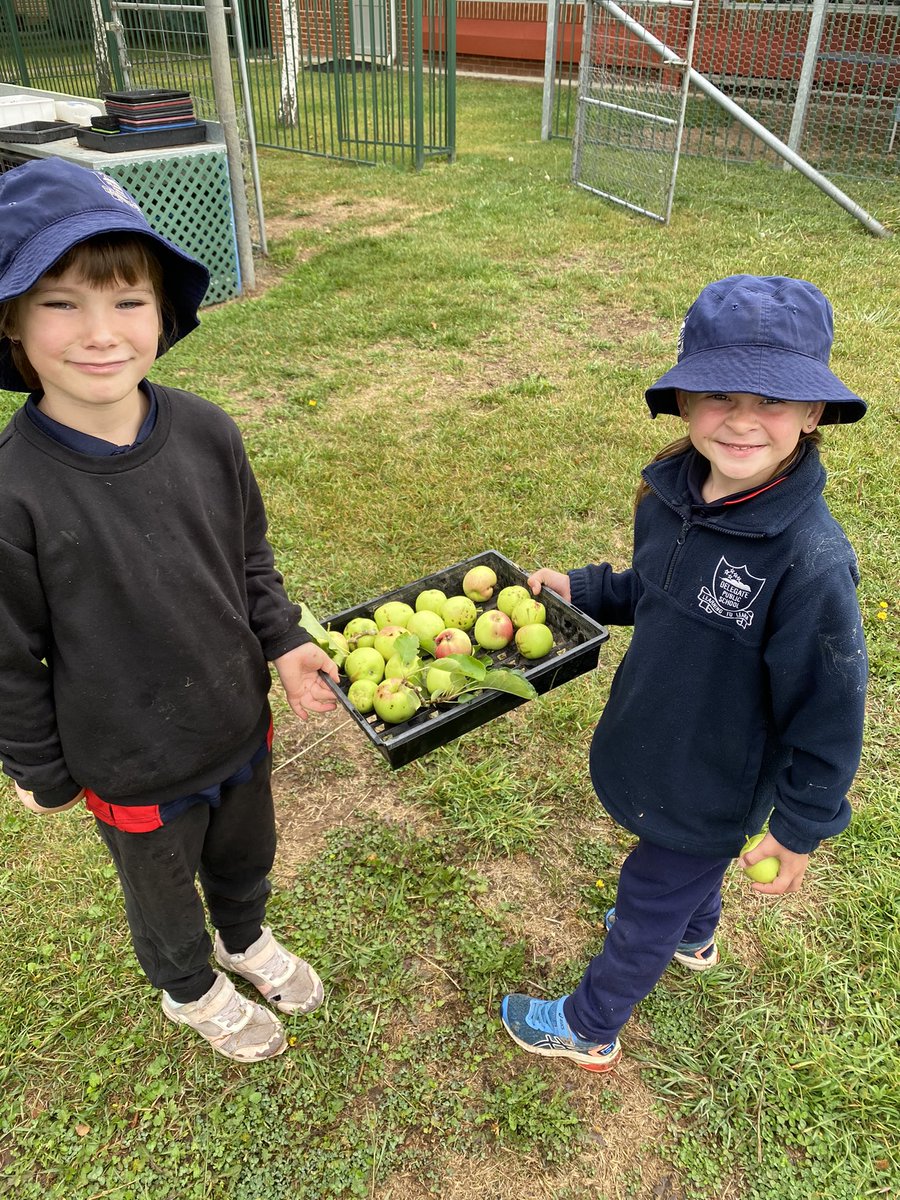 bradnhaz's tweet image. Despite a couple of very early frosts. K12 were able to get a decent harvest from the garden today. The kitchen will be pleased with today’s produce. Strawberries, tomatoes, beans and apples. #LoveWhereYouWork #lovewhereyoulearn @KathyPowzun @dizdarm @KCDURAN75 @NSWEducation