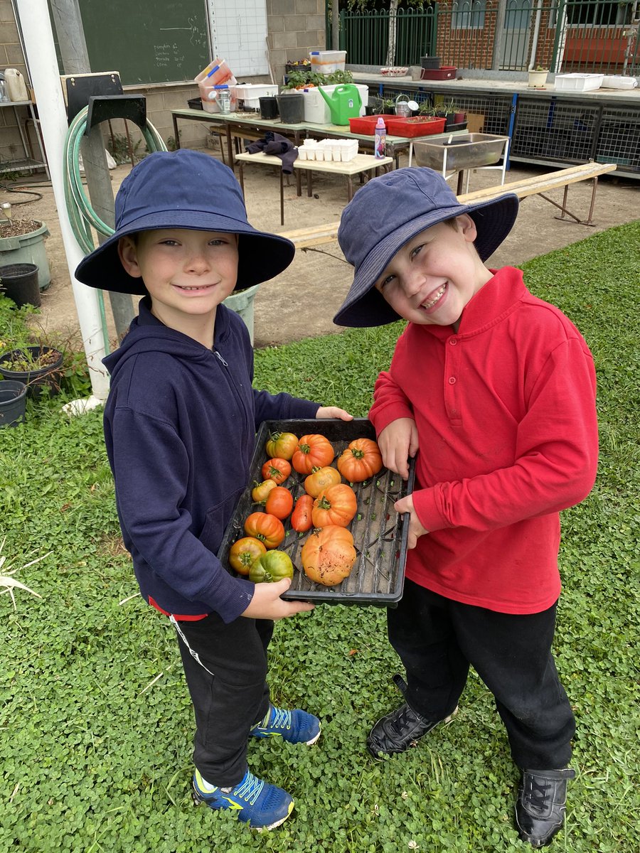 bradnhaz's tweet image. Despite a couple of very early frosts. K12 were able to get a decent harvest from the garden today. The kitchen will be pleased with today’s produce. Strawberries, tomatoes, beans and apples. #LoveWhereYouWork #lovewhereyoulearn @KathyPowzun @dizdarm @KCDURAN75 @NSWEducation