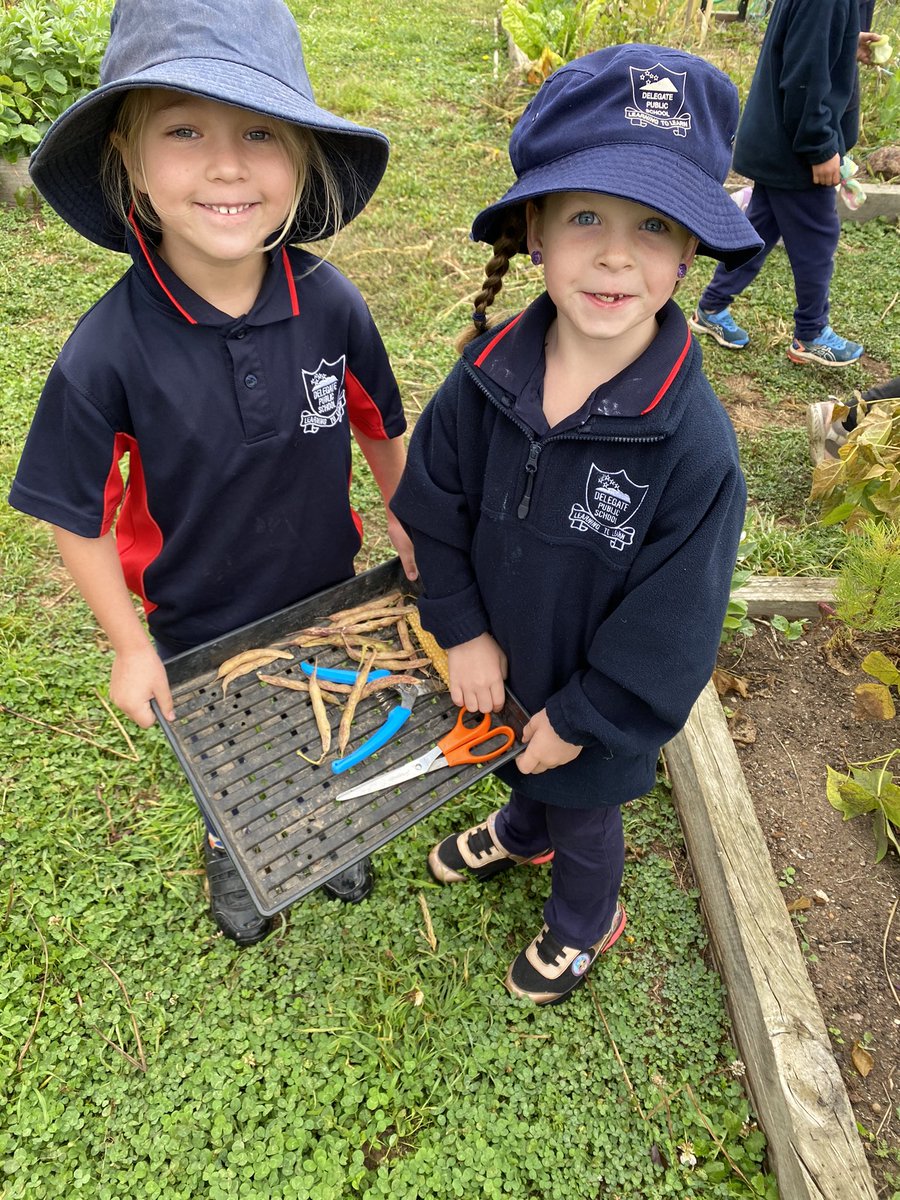 bradnhaz's tweet image. Despite a couple of very early frosts. K12 were able to get a decent harvest from the garden today. The kitchen will be pleased with today’s produce. Strawberries, tomatoes, beans and apples. #LoveWhereYouWork #lovewhereyoulearn @KathyPowzun @dizdarm @KCDURAN75 @NSWEducation