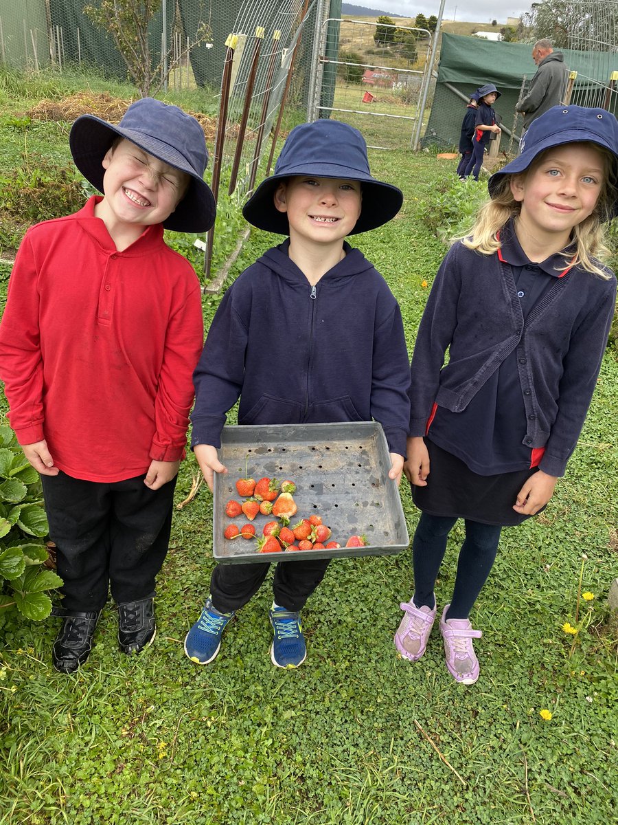 bradnhaz's tweet image. Despite a couple of very early frosts. K12 were able to get a decent harvest from the garden today. The kitchen will be pleased with today’s produce. Strawberries, tomatoes, beans and apples. #LoveWhereYouWork #lovewhereyoulearn @KathyPowzun @dizdarm @KCDURAN75 @NSWEducation