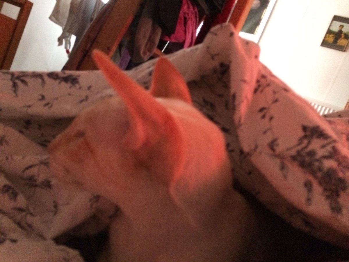 #ThrowbackThursday First time under the sheets snuggling after moving in with human. She was so proud of me.