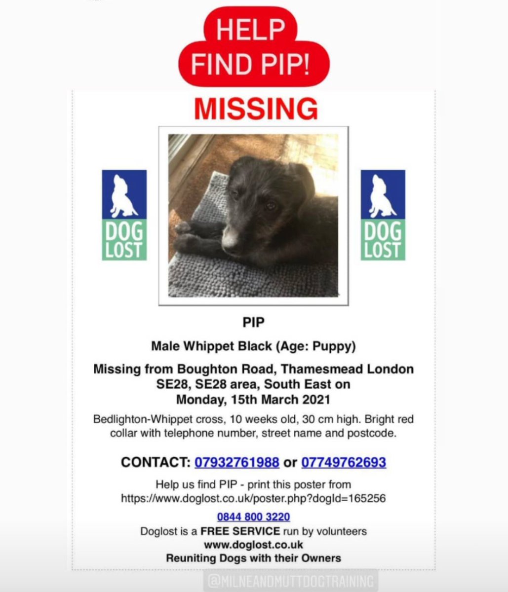 MilneandMutt's tweet photo. Lost puppy Se28!!! Please keep a look out https://t.co/XL7u6ZKys1