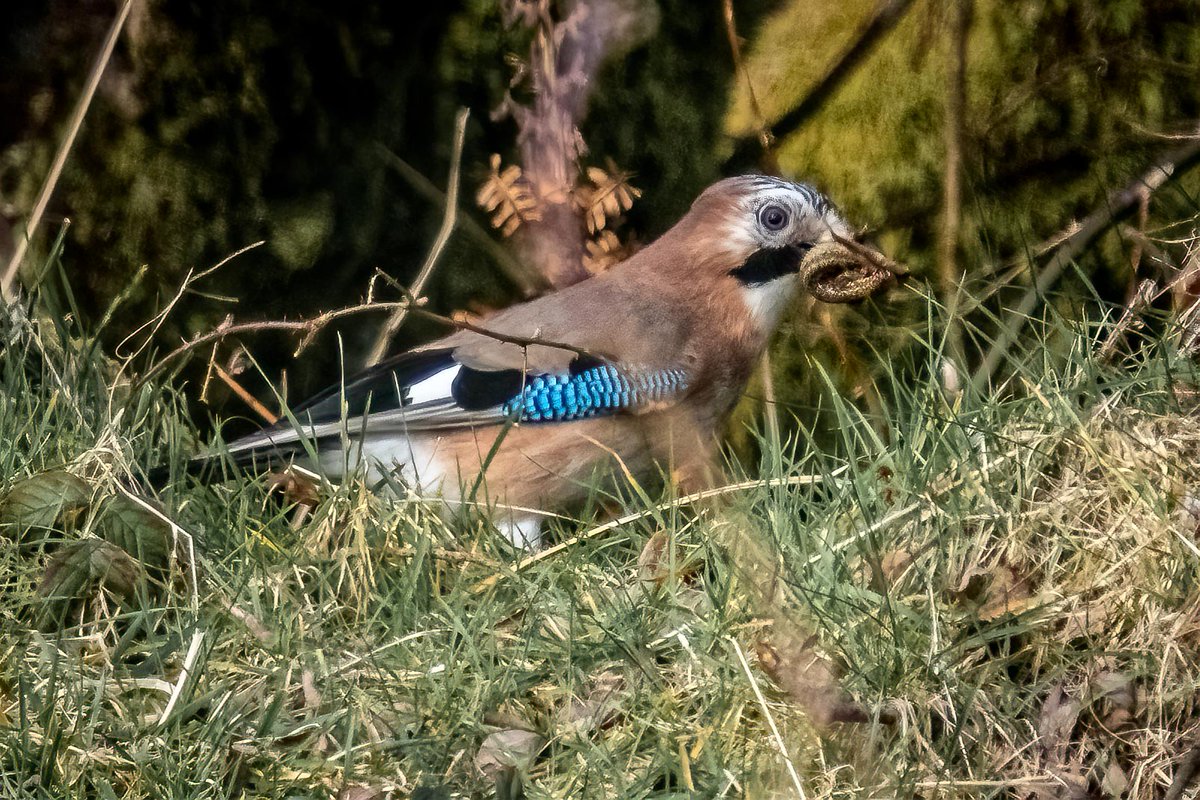 Those acorn eating Jays also manage lizard when times are tough. 
#Birds #birdwatching 
 #birdphotography