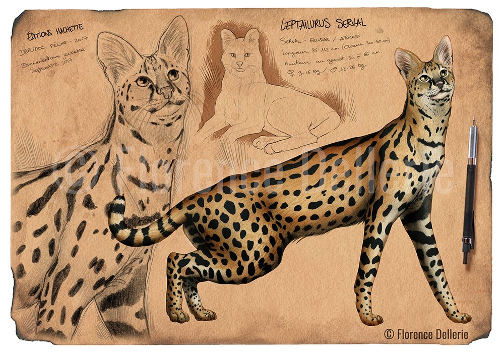 Florence Dellerie (compte inactif) tweet media