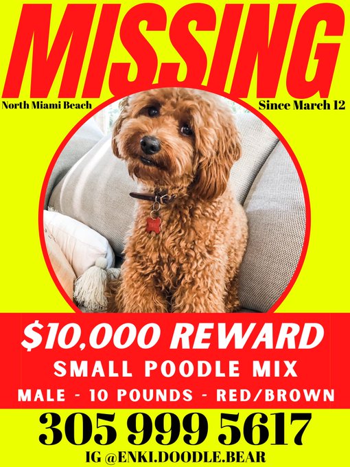 $10k REWARD for bringing back Enki!! #missing #help #share https://t.co/4MPHEutqgj<a href="/tag/missing"class="tags">#missing</a><a href="/tag/help"class="tags"><span>#help</span></a><a href="/tag/share"class="tags"><span>#share</span></a>