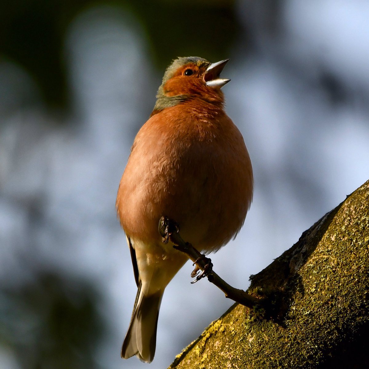 Singing Chaffinch (Fringella coelebs) <a href="/BTO_GBW/">BTO Garden BirdWatch</a> <a href="/Natures_Voice/">RSPB</a> <a href="/WildlifeMag/">BBC Wildlife</a>