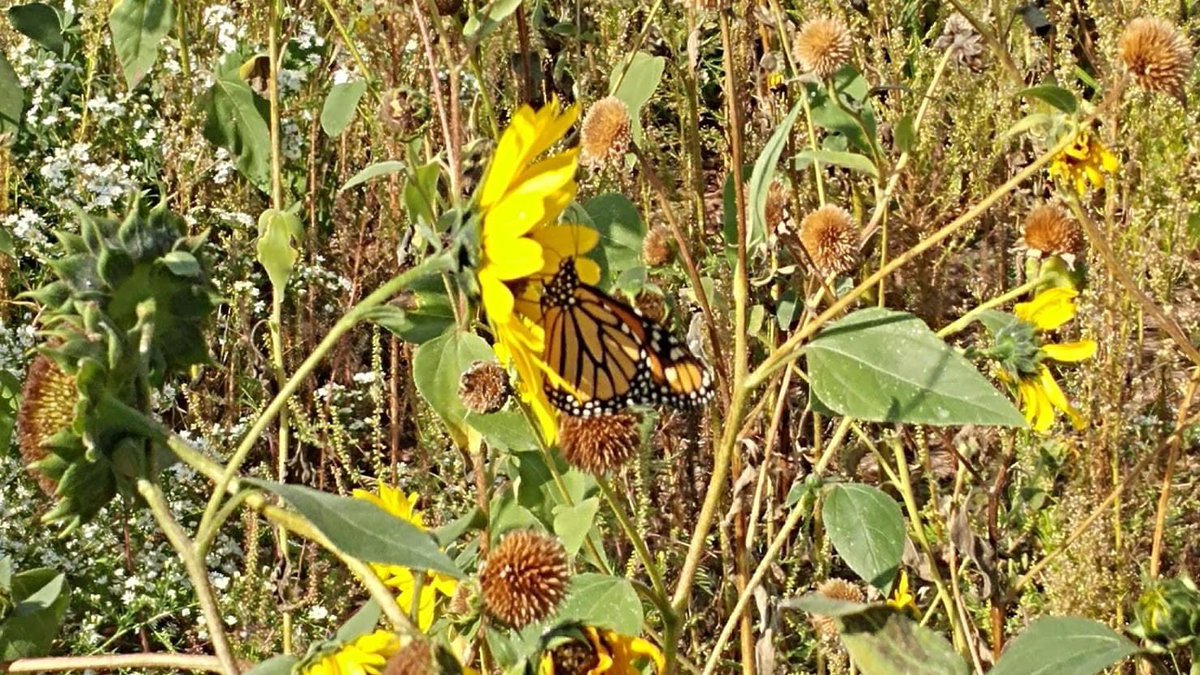 Morton 201 tweet media