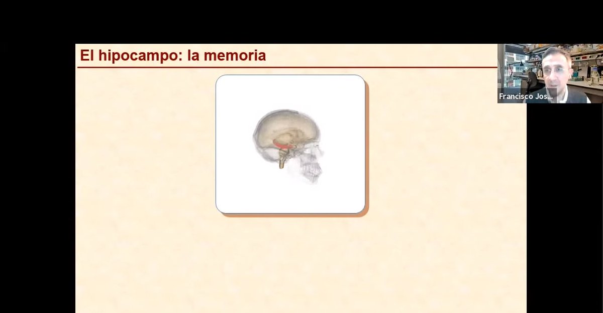 UPFbiomed's tweet photo. Paco Muñoz ha impartido esta tarde la conferencia “Fisiopatología molecular y celular de la enfermedad de #Alzheimer” dentro de las actividades de la #CátedraQUAESUPF para el Aula de Extensión Universitaria de Tiana-Mongat #AFOPA 

En el marco de la #SemanaDelCerebro #BrainWeek https://t.co/G1cBWUu2hb