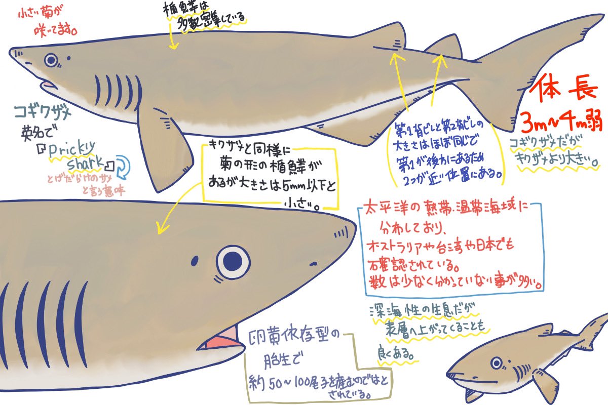 めかぶのサメ紹介ツイート Twitter