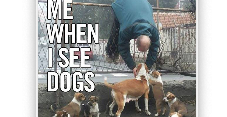 WeLoveDogsUSA's tweet image. 