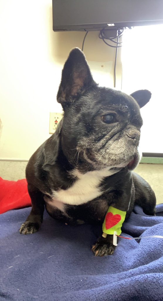 Very sad day at my house. I had to say so-long for now to my little black 🖤Olive🖤 She was the best itty-bitty girl in the world.