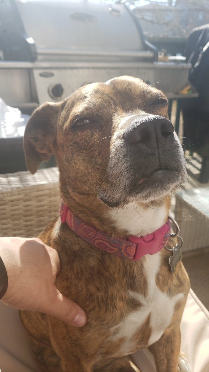 HoweyJason's tweet image. My sweet dog!