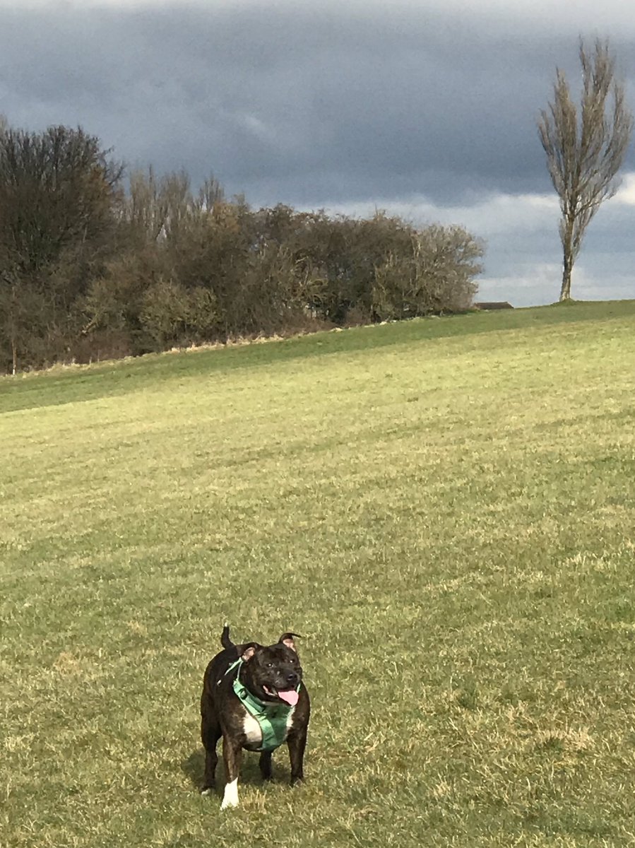 Ellie reminding us we’ve not let you know what she’s been up to lately.... hello Twitter friends 👋 #dogsoftwitter #dogs #thursdayvibes #AdoptDontShop #staffy #staffie #sheffieldissuper