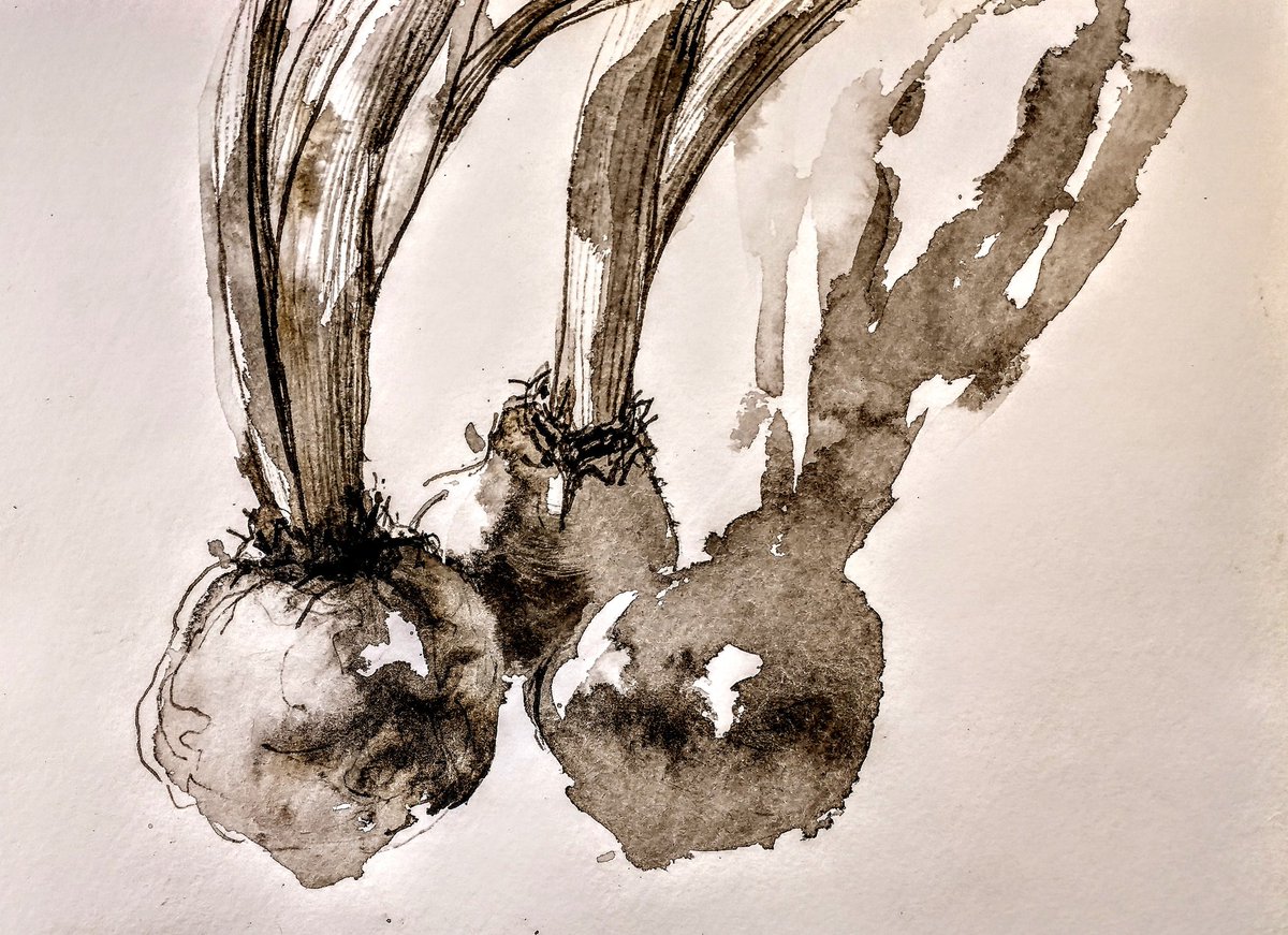 vanexeter's tweet image. Drawing inky hyacinth bulbs with @RoyalDrawing School's online Flux and Flow course.