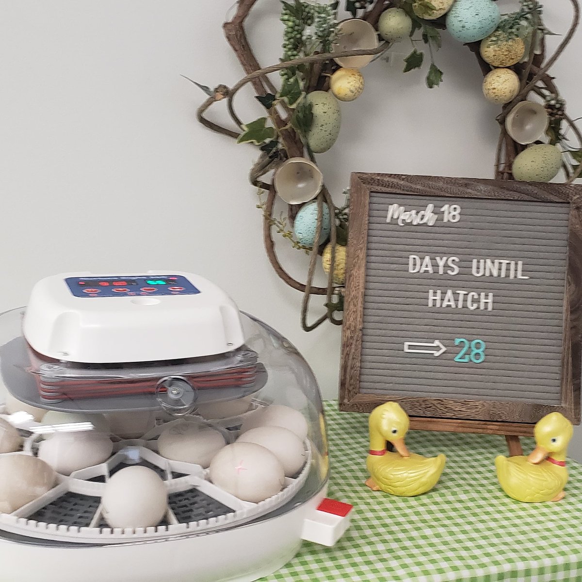 wpextag's tweet photo. We're expecting!

Ducklings that is....🥚🥚🐣

Today we received 14 duck eggs from Stromberg's Chickens and Game Birds in perfect condition today!  (A big shout out to @USPS for getting them here quick and safe!) In about 28 days we should have ducklings! 🐤🦆

@ISUEXTWestPott https://t.co/50HUfyxSrL