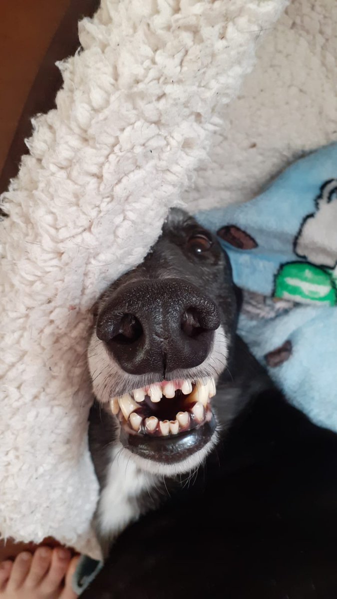 TheK9Father's tweet photo. This week I've been learning a new skill in my job. I've been completely shattered most nights. I'm gonna chill with Jo tonight while still working on the works laptop. I'll be live tomorrow for a friyayay stream!
Much ππβ€β€ #MuttPack https://t.co/SZb9DFPEpN