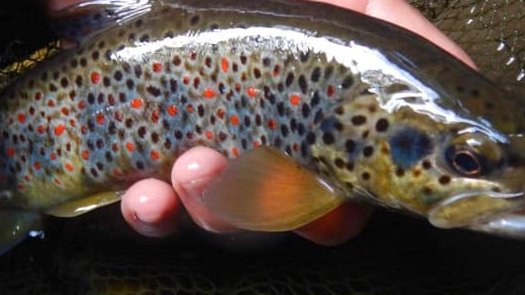 Sortie imminente de notre prochaine vidéo !

DEMAIN Vendredi 18H Chaine Titi Le Pêcheur sur Youtube !!!!!!!! Pour une aventure épique dans un endroit magnifique Nous comptons sur vous, soyez nombreux au RDV et partagez au max dans vos stories et communautés et avec vos amis/fans