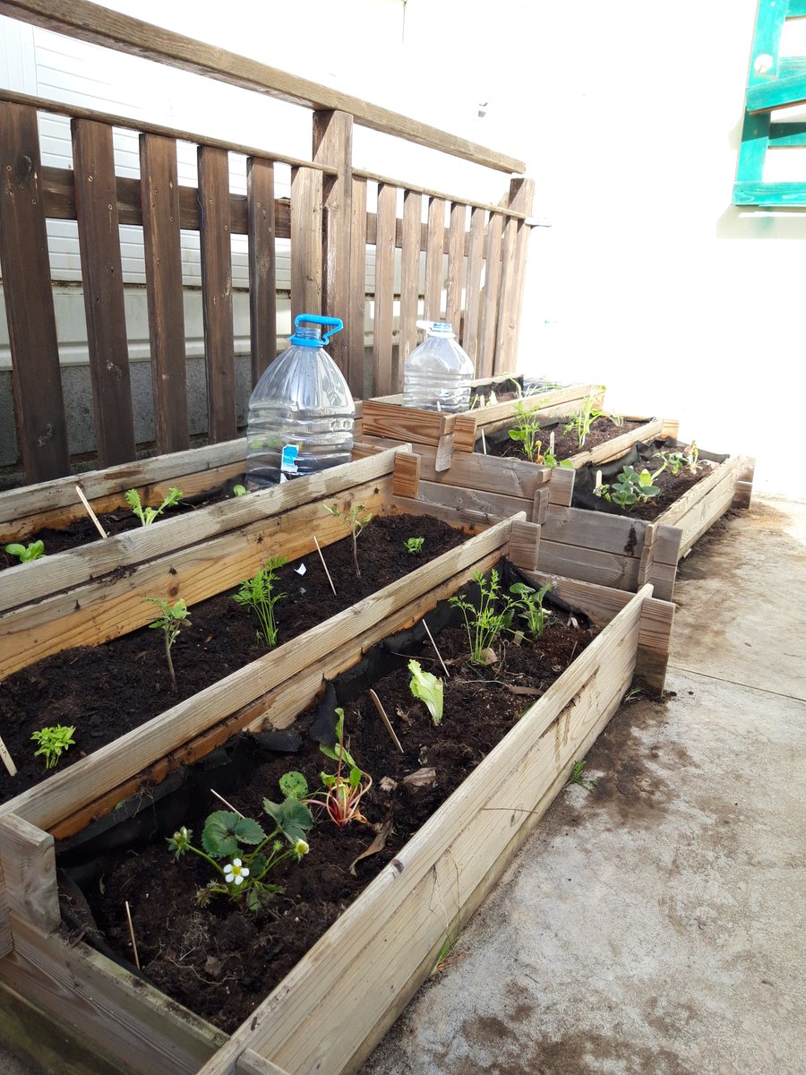 Educambient_'s tweet photo. Aquesta setmana hem treballat l'educació ambiental amb els infants de l'institut escola de Badalona plantant moltes verdures a l'hort i també hem construït hotels d'artròpodes per potenciar la biodiversitat a l'espai
#educacioambiental #biodiversitat #badalona #educambient #hort https://t.co/O7bcyIovxM