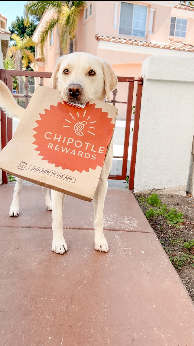 Have you tried the new <a href="/ChipotleTweets/">Chipotle</a> quesadilla?! My humans say it’s the 💣 #Chipotle #labradorretriever #dogsoftwitter