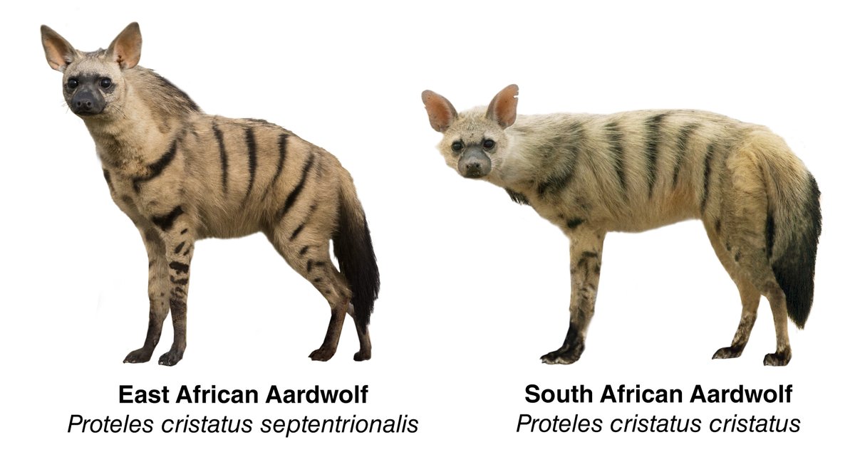 Aardwolf Species