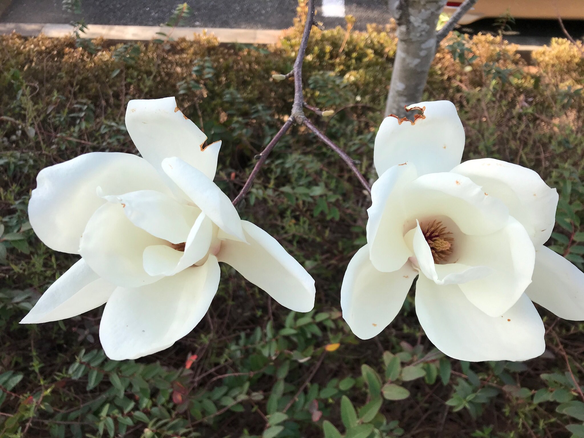 Yulanmagnolia Twitter Search Twitter