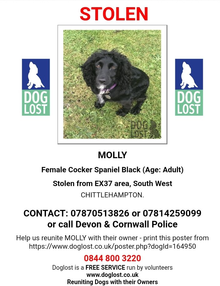 #FindMolly 

Do you know where Molly might be 

She needs to go home 

#pettheftawarenessweek 

#pettheftarmy 

#checkthatchip 

#scanme