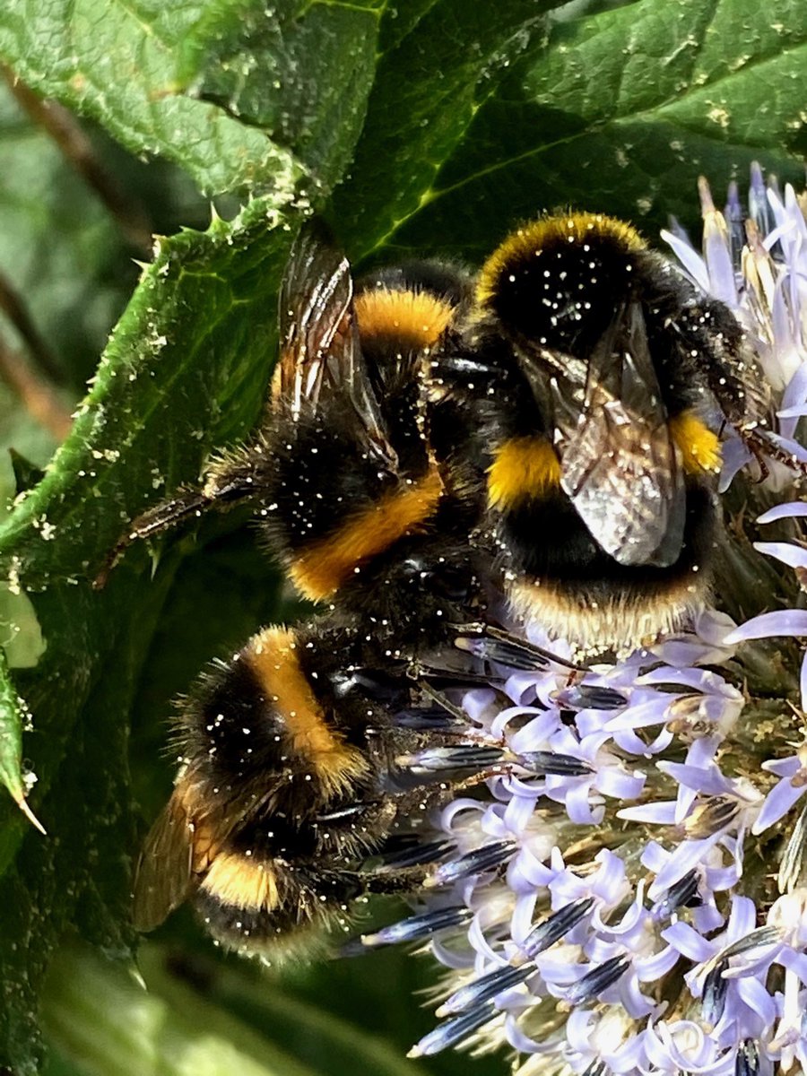 TheJSheppard's tweet photo. Transplanted some self seeding echinops today (pic1&2) as I know the #bees loved them so much last year (pic 3&4) #putpollinatorsfirst https://t.co/FBsD6amDqh