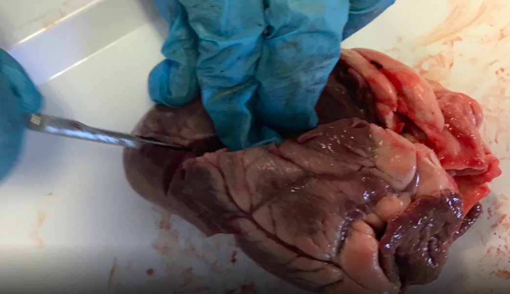 yasmeenlulat's tweet image. In Year 6, we dissected hearts, made model hearts and then produced some fantastic writing. #BritishScienceWeek2021 @AbolarinTseni @OliveTreeBolton