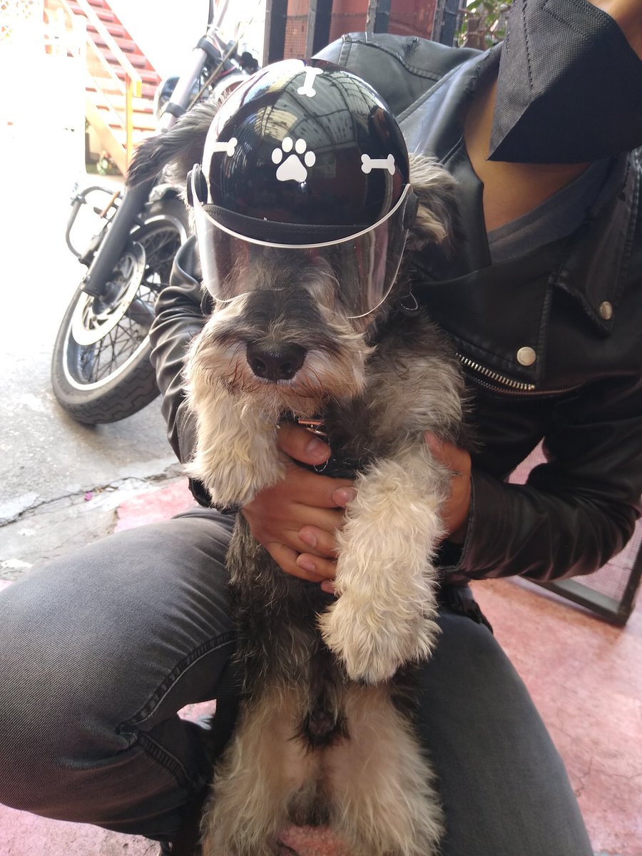 outlawmx's tweet photo. Otro cliente satisfecho y listo para rodar! 😊✌️

#CascosParaMascotas 🐾
📞5523785954
https://t.co/ycRkA165Ev

CDMX - Hacemos envíos a toda República Mexicana.

Aceptamos pago en efectivo, tarjeta de crédito/débito 💳 y transferencia interbancaria 💸 https://t.co/5ykfStSUEu