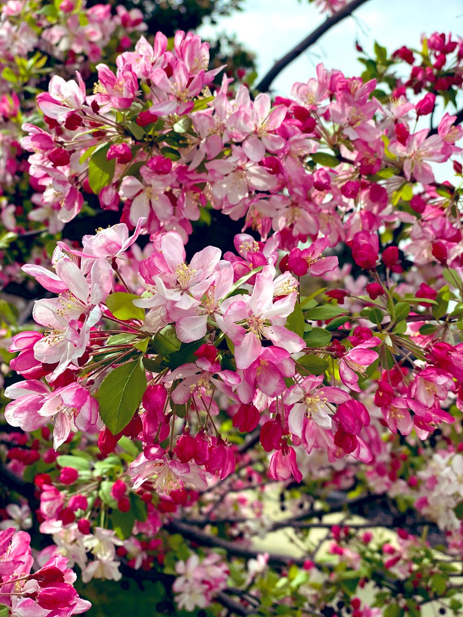 Loving every moment of the flowering spring season! 🌸❤️Such a beautiful time of the year..crab-apple tree is in full bloom #springlove #crabappletree #frontyard