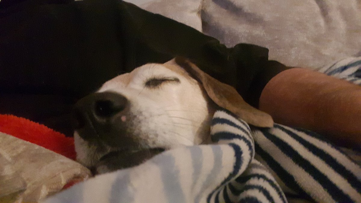 I've got my blanky and Daddo as a pillow. #beaglelife is good. Zzzzzz....