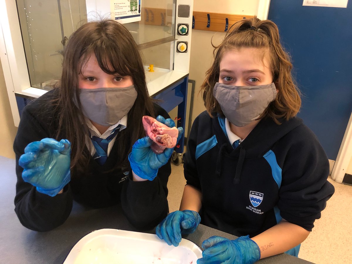 NorhamScience's tweet image. Science club heart dissections - you cant keep Norham pupils down for long, even with masks you can see the smiles! 🥰@norhamhigh