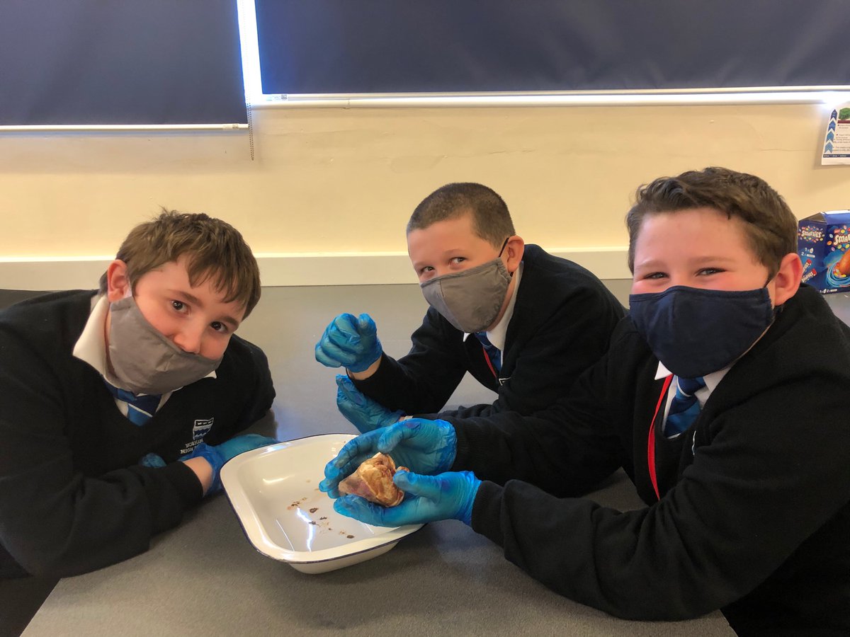 NorhamScience's tweet image. Science club heart dissections - you cant keep Norham pupils down for long, even with masks you can see the smiles! 🥰@norhamhigh