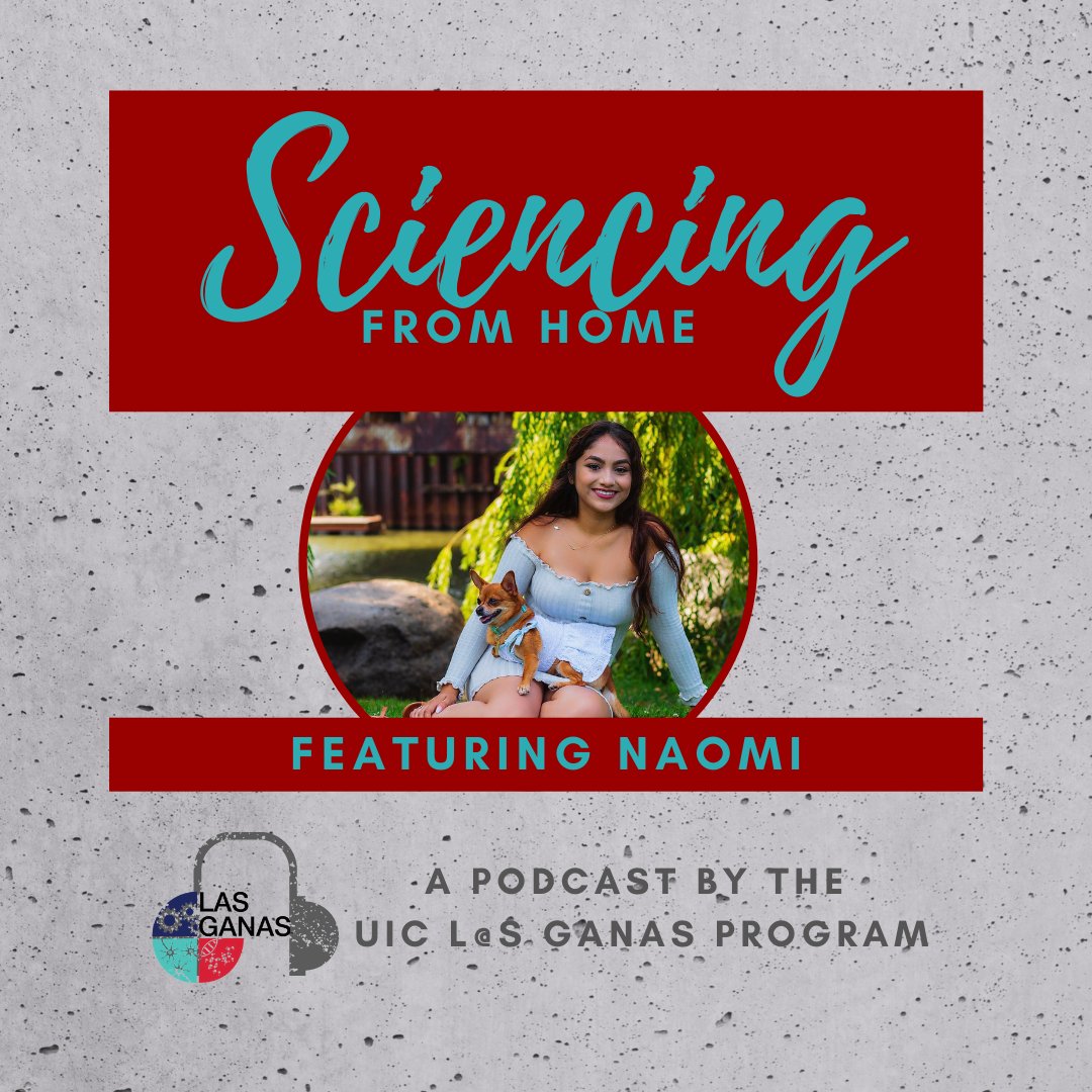 Like the monarchs she studies, Naomi did not take a direct route to UIC. Nevertheless, she persisted &amp; will be attending vet school in the fall. Learn more about her journey &amp; work w UIC's <a href="/Cim2As/">UIC_CIM²AS</a> program. Listen &amp; subscribe at lasganas.uic.edu/podcast/
#latinxinstem #latinapodcast