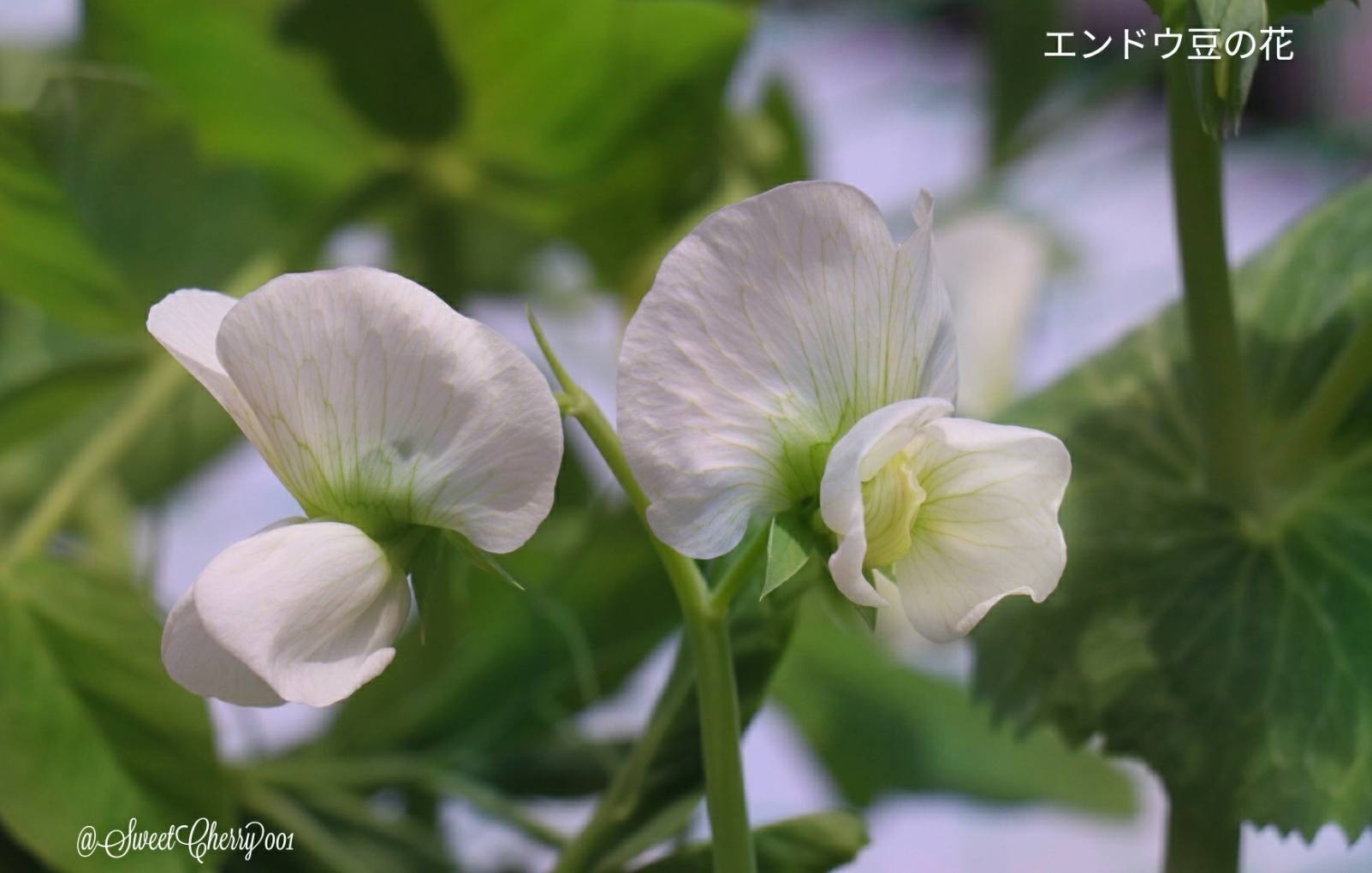 エンドウ豆の花 Twitter Search Twitter
