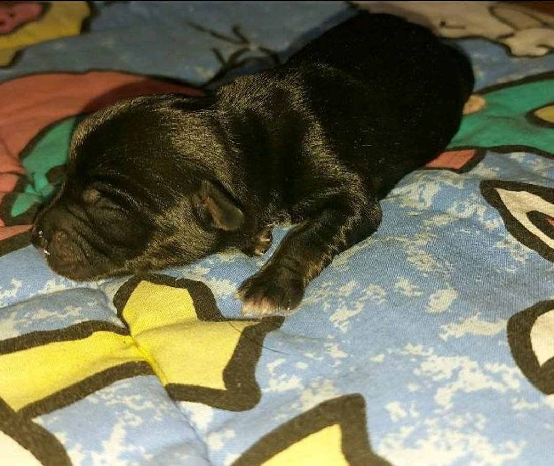 SakutaShimizu's tweet photo. Darf ich #vorstellen #YUNA,#erst ein #TAG #alt aber #schon so #sweet und #lebendig,#freuen #uns #auf die #kleine #auch wenn wir die #Mutter #Zeit #abwarten #müssen,sie ist auch ein Dackel - Mix,#wollen #Schnuffi #nicht #ersetzen,aber #Shila zur #Liebe ❤🐶🐕 https://t.co/1rjBiH6D2t