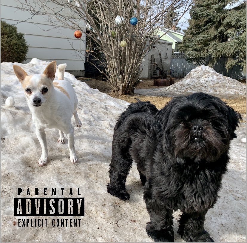 BarkinghamFSJ's tweet photo. straight outta pee pads https://t.co/GVlV6a1TOv